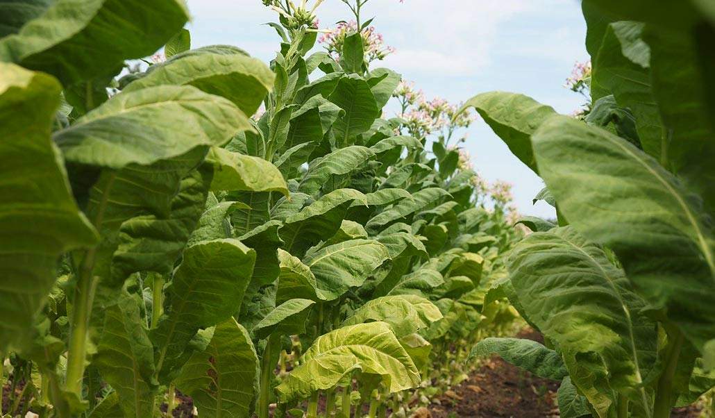 Nikotin – Allt du behöver veta i en samlad artikel