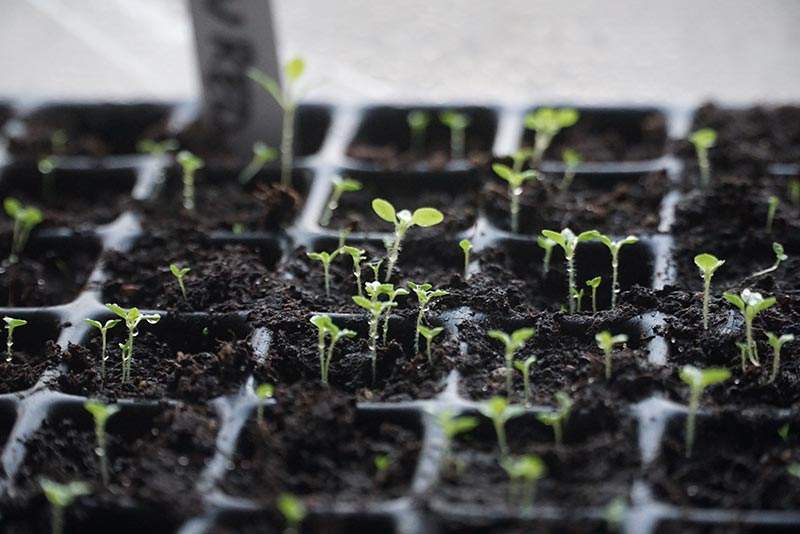 Förkultivering av tobaksplantor