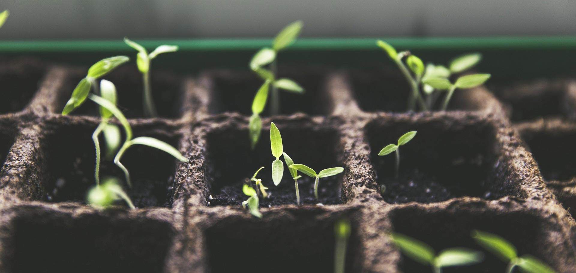 Odla din egen tobak – Komplett guide