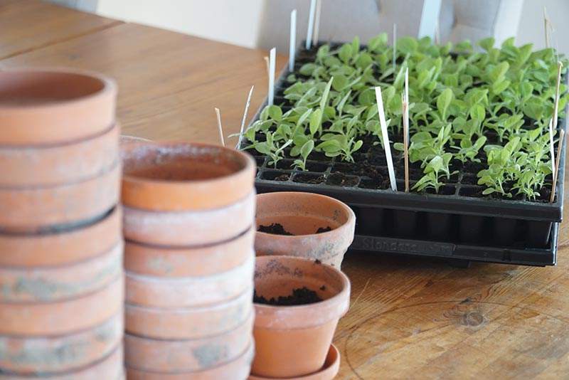 Planera innan du börjar odla tobak