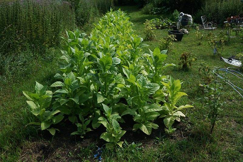 Plantera ut tobaksplantor