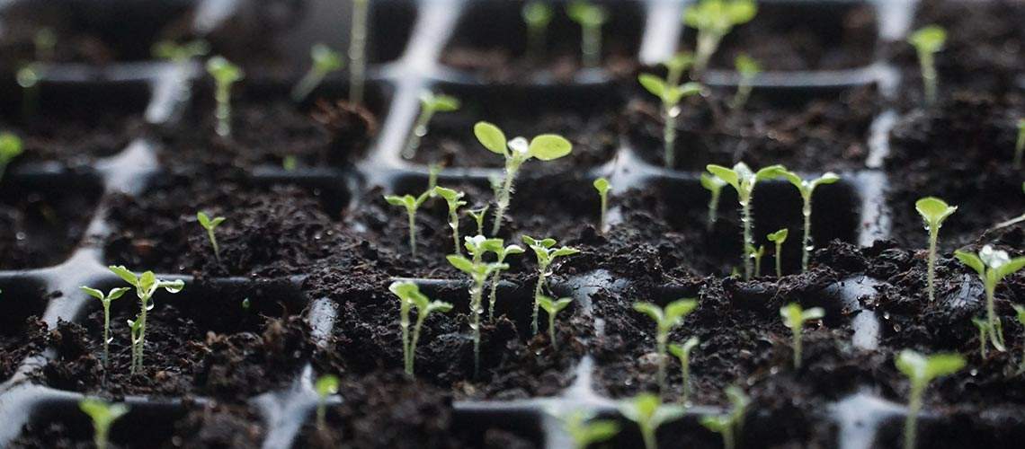 Tobaksodling – en underbar hobby!